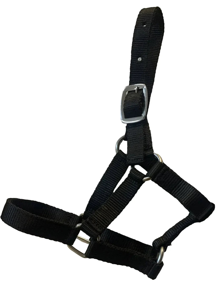 Criterion Economical Nylon Foal Headcollar – Bundle of 5