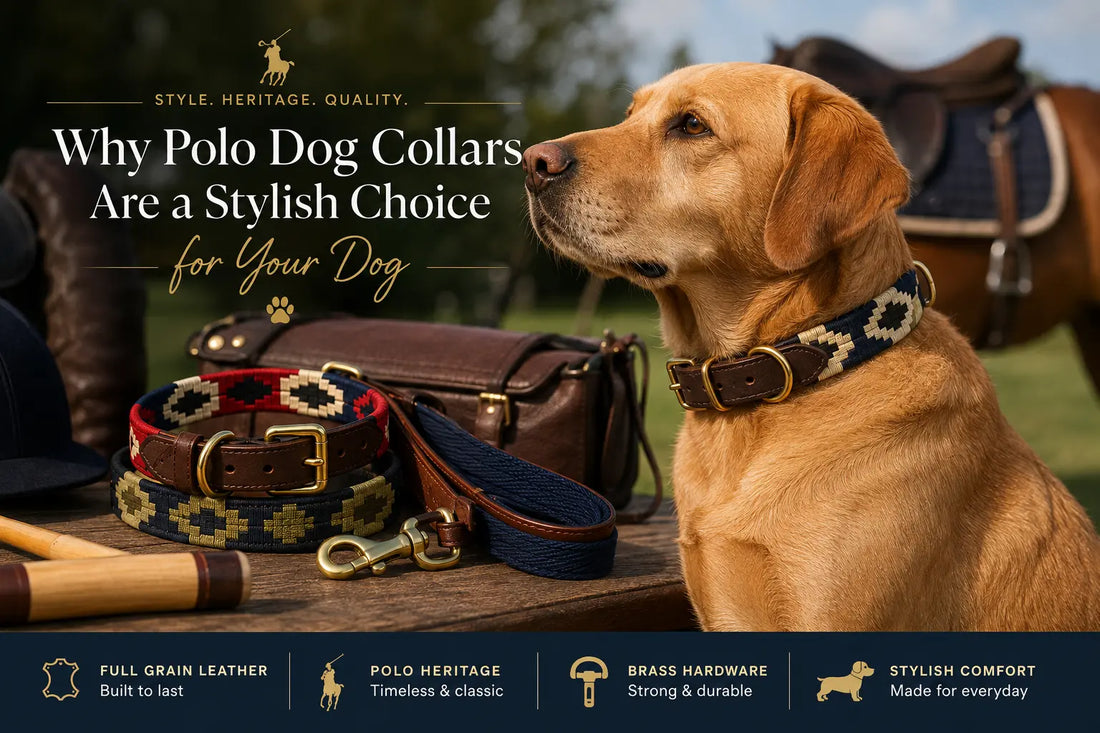 Why Polo Dog Collars Are a Stylish Choice for Your Dog
