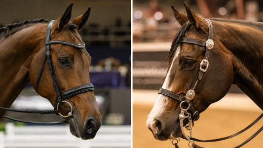 English Show Bridles vs Western Show Headstalls: Key Differences Explained