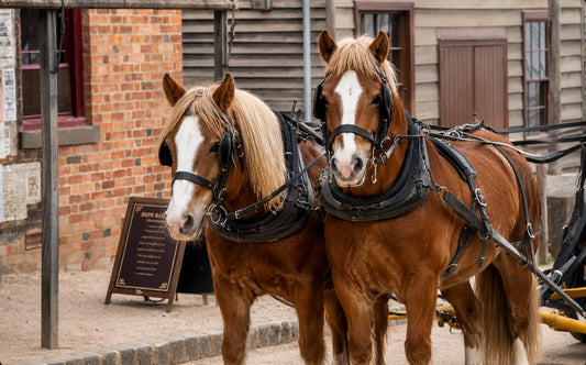 Checking the fit of a pony's driving harness at the shoulder and breast collar