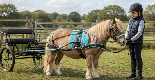 Mini & Shetland Driving Harness: A Parent's Guide
