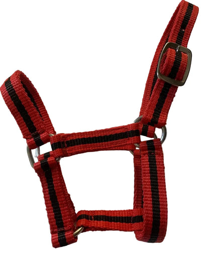 Criterion Economical Nylon Foal Headcollar – Bundle of 5